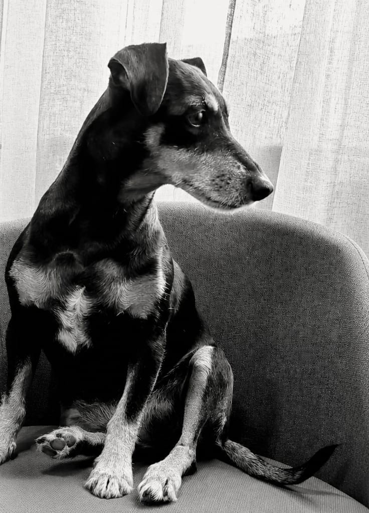 Lola, the dog Lola Acoustix is named after, sitting on an armchair